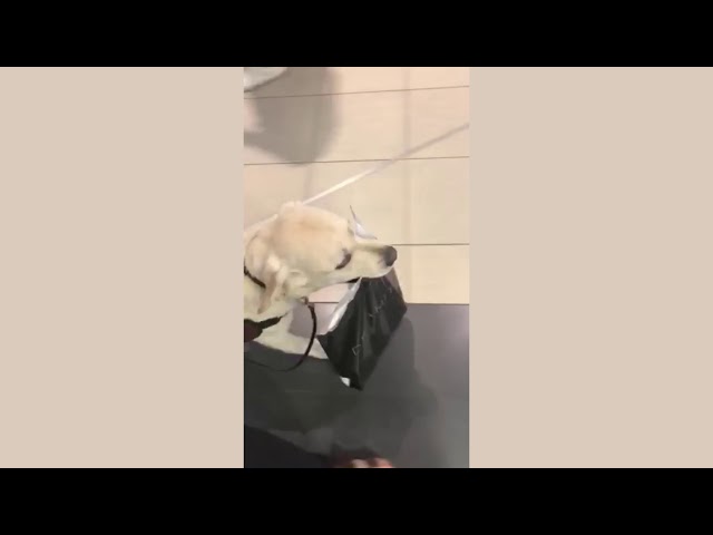 Service Dog Carrying Shopping - Aspen Service Dogs