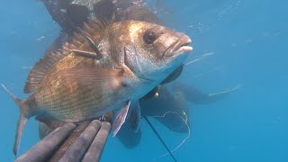 Pesca sub Un sarago grosso come una padella e una padella grossa come una casa