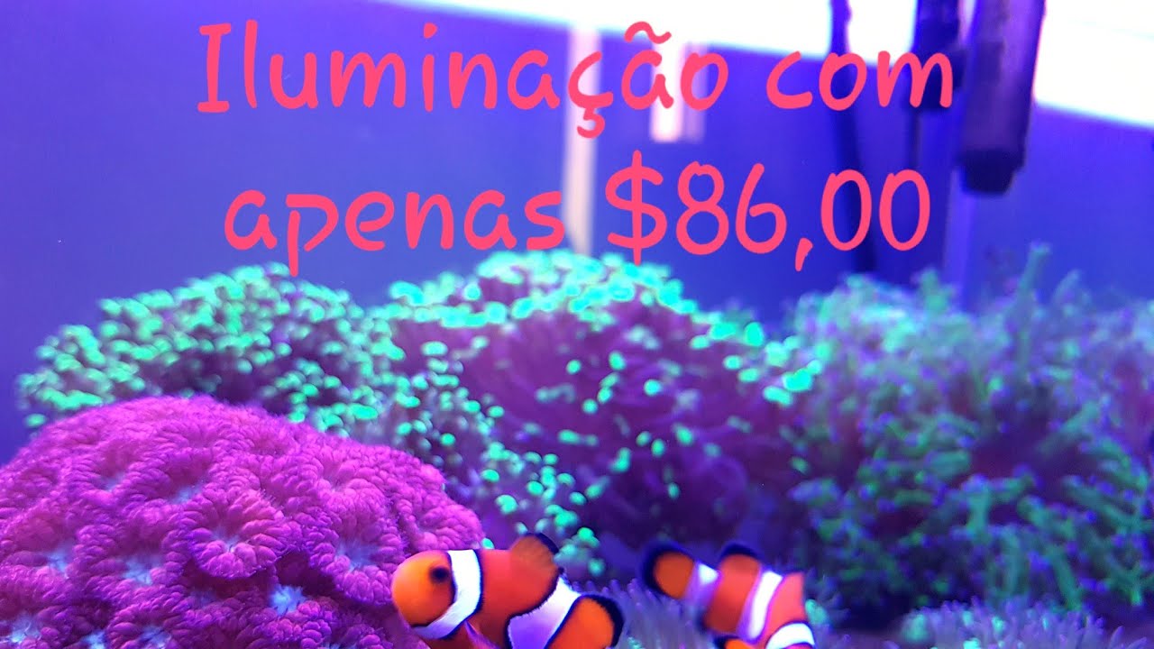 Iluminação aquário marinho