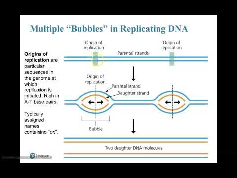 Galvan Origins of Replication