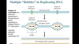 Galvan Origins of Replication