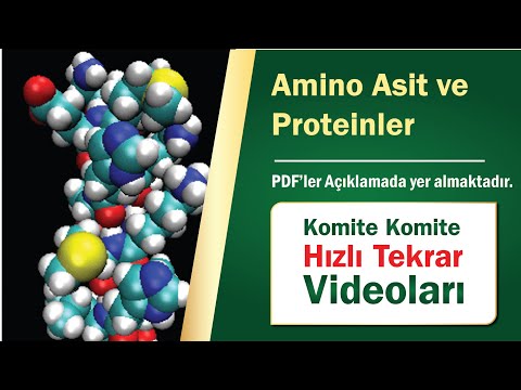 Komite Komite Hızlı Tekrar I Amino Asit ve Proteinler