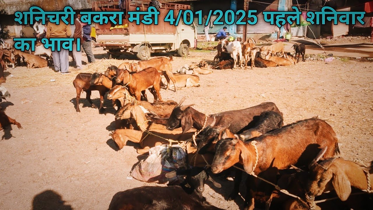 शनिचरी बकरा मंडी 4/01/2025 पहले शनिवार का भाव।