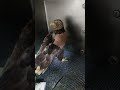 薬と一緒に美味しいヤマメをもらえることを覚えてしまった入院中のオジロワシ。今日は一口サイズに切ったホッケに尾頭付きのマスが乗った特製の魚丼。スタッフの苦労が偲ばれる💦