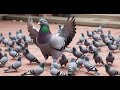 How to start a new pigeons breeding project from scratch