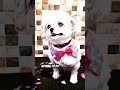 #nothingtodo #chihuahua #curta #comente #cachorrosdivertidos #matilha atilha#pets