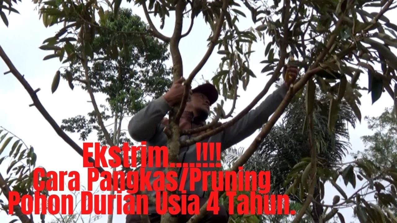 Ekstrim.!!! Cara Pemangkasan/Pruning Pohon Durian Usia 4 Tahun/How to Prune 4 Years Old Durian Trees