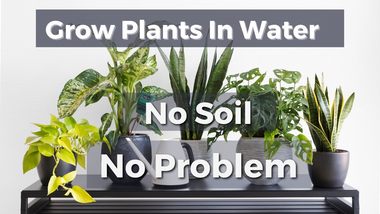 Plants you can grow in water (No soil needed !) #WaterPropagation #Houseplants #waterplants
