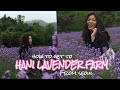 HOW TO GET TO HANI LAVENDER FARM 🇰🇷Korea Travel Vlog | DAY 3 SEOUL 🇰🇷
