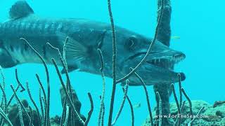 Learning To Sea -  The Great Barracuda