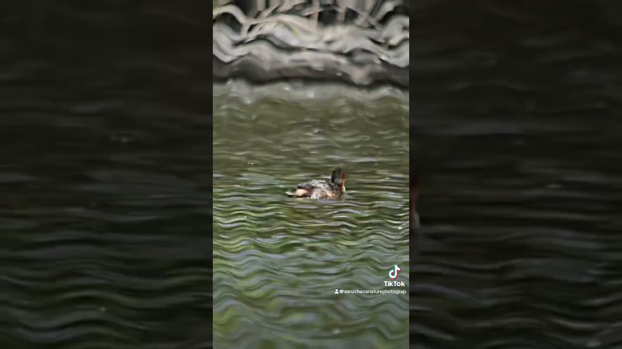 little grebe taking a bath in the late afternoon, the good life!