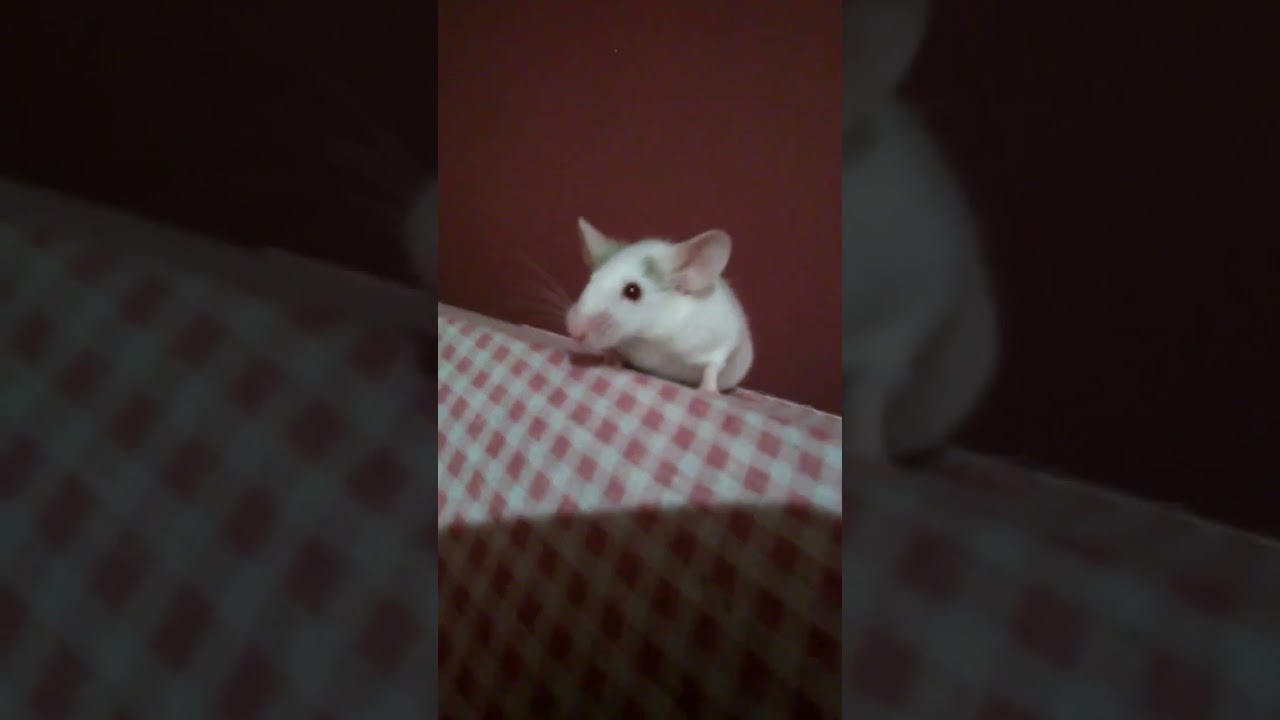 My pet mouse Muse (re-upload)