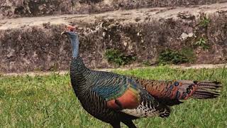 That Turkey on Your Plate? It Originally Came From Mexico