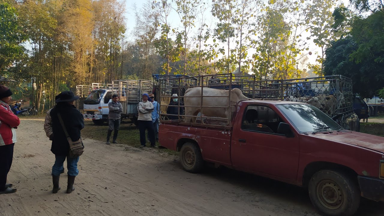 ตลาดวัวภาคเหนือ วันนี้(14ม.ค68) ไซส์กลางไซส์ใหญ่ดีเลย แต่สายเลี้ยงยังเงียบ..