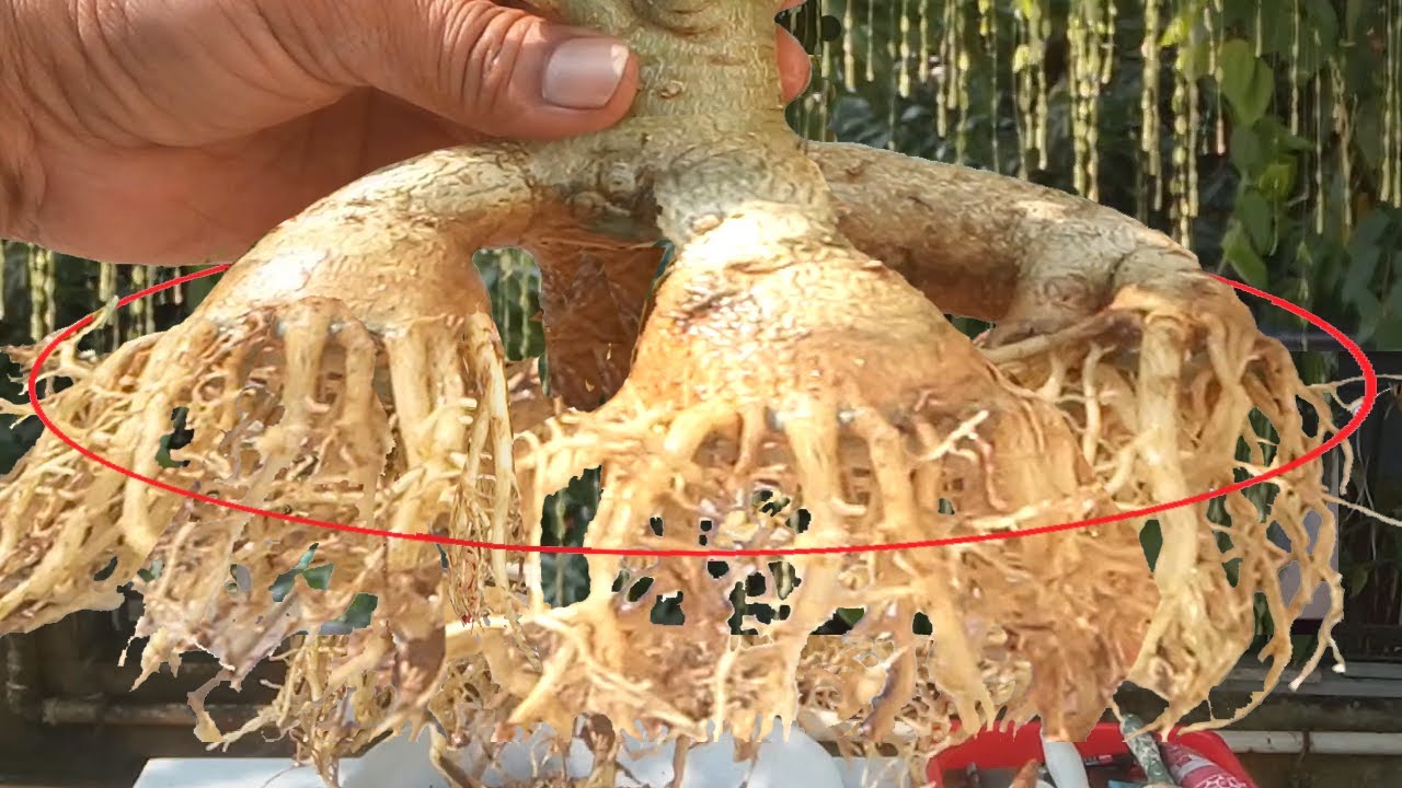 Adenium Root Training to Craft a Masterpiece Bonsai (update upto 3rd ...