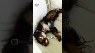 Post-Bath Hyperactivity Explained | Decoding Dog Zoomies with BLEP Pet Food 🐾