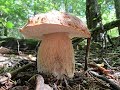 Много белых грибов по краям вырубки леса. Незабываемое грибное лето!