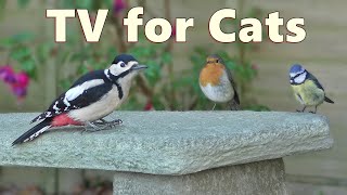 Birds for Cat to Watch ~ 4K Cat TV Bonanza ⭐ 8 HOURS ⭐