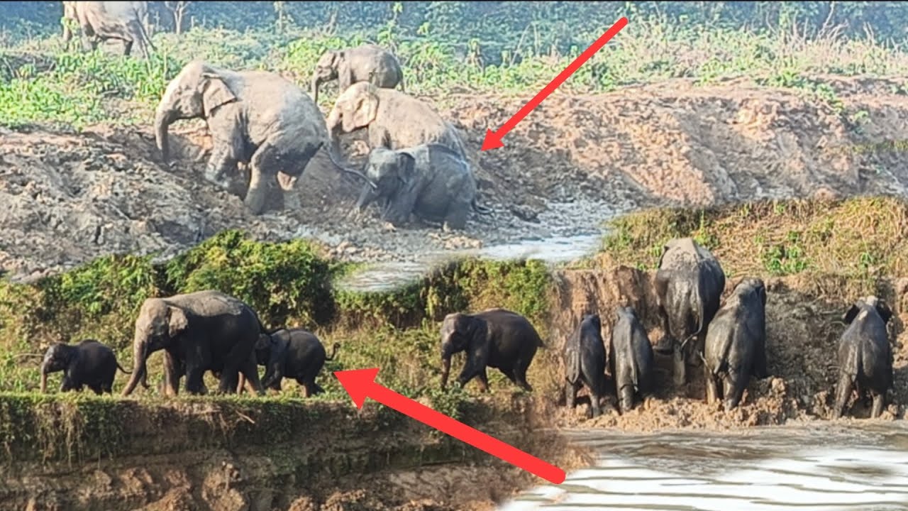 Elephant Family Crossing Mud Cliff  Rare Footage😊🥰||wild elephant short
