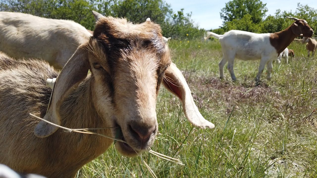 Target Browsing with Goats