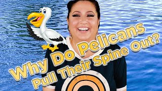 This is the gross reason pelicans pull their own spine out.
