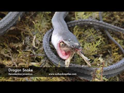 Dragon Snake Feeding On Treefrog