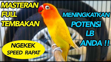 MASTERAN LOVE BIRD NGEKEK PANJANG SPEED RAPAT !!!