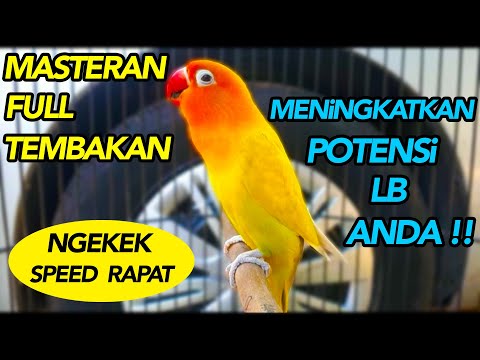 Lovebird Singing \u0026 Chirping Sounds - Green Fischer Pair