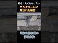 本当は知られたくないコンクリートで固定されたT配管を接続するスキル　　　#shorts #diy #排水口