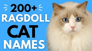 200+ Ragdoll Cat Names | Perfect Male and Female Cat Names