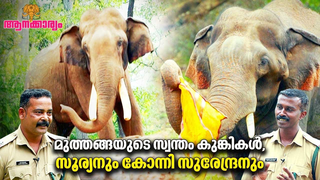 EP 45 | മുത്തങ്ങയുടെ സ്വന്തം കുങ്കികൾ, സൂര്യനും കോന്നി സുരേന്ദ്രനും | Muthanga Kumki | Aanakkaryam