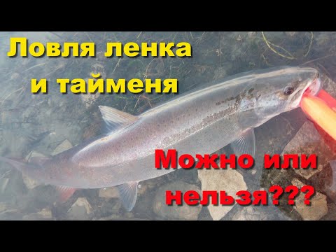 Все о ловле ленка и тайменя. Можно или нельзя ловить ленка и тайменя??? (правила рыболовства)