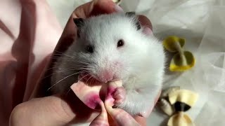 Mouse 🐭 Eating Chocolate 🍫 || Voice ASMR # 2