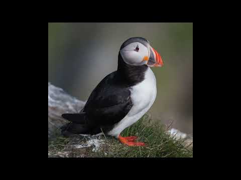 What Do You Think About This Animal? #119
