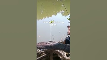 Detik2 menegangkan umpan baru turun langsung kena Sambaran baung Babon #shorts #ikanbaung #mancing