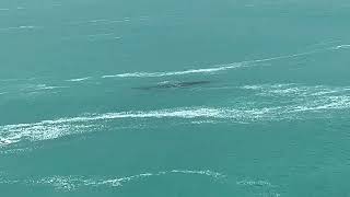 Head of Bight South Australia Whales in the wild