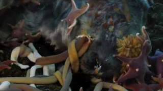 Life Nemerteans Worms And Sea Stars