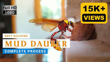 Mud dauber building nest | Wasp #wasp #insects #dauber #naturelovers #nature #nest