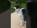 #katzen