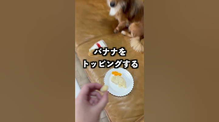愛犬の前にケーキ置いて立ち去ってみた！