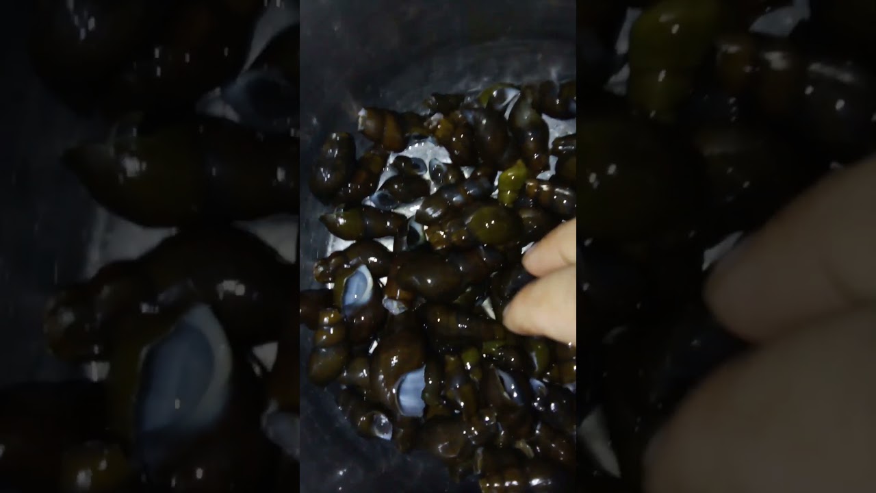 snail mustard greens curry recipe bina Oli ke sabhje