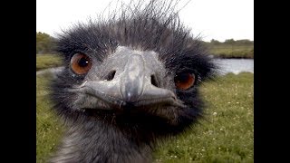 emu emu