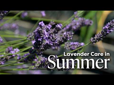 How to Care For Lavender Through Summer 🪻