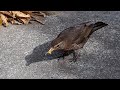 Feeding Meal Worms To Mrs Blackbird