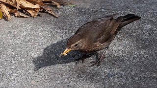 Feeding Meal Worms To Mrs Blackbird