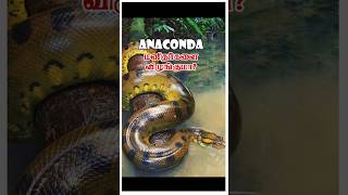 Anaconda மனதன வழஙகம?