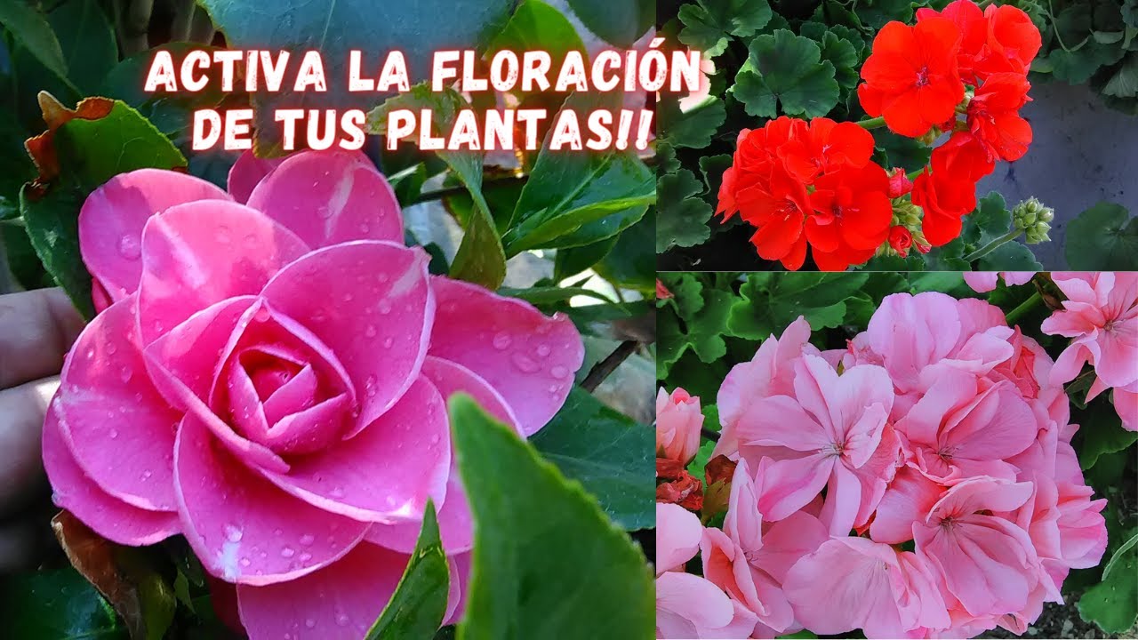 Estimula la FLORACION de tus PLANTAS de CRISANTEMOS (MUM) | como Podar los Crisantemos |
