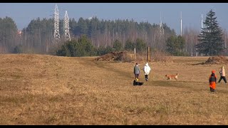 Где и как люди должны выгуливать своих собак