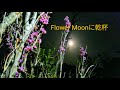 Flower Moonをみながら簡単低糖質おつまみで乾杯