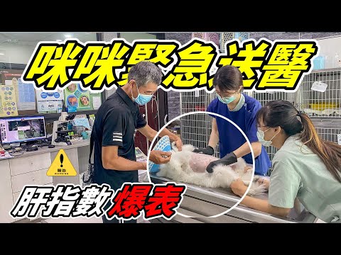 咪咪緊急送醫，肝指數爆表 Mimi rushed to the doctor, her liver index exploded『無血腥畫面，請勿擔心』